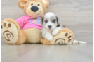 Hypoallergenic Aussie Bichon Designer Puppy