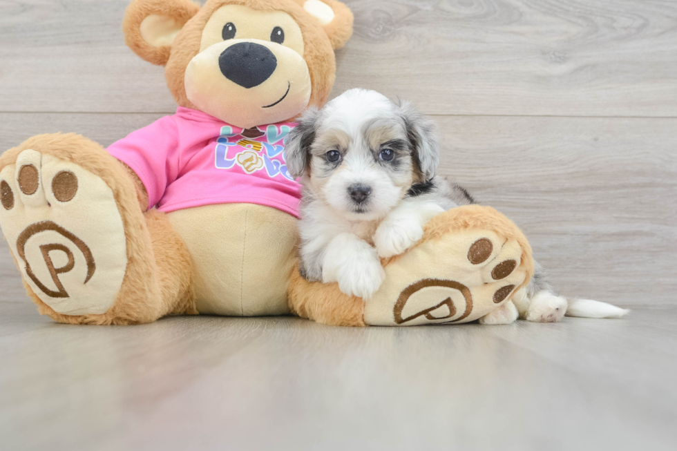 Hypoallergenic Aussie Bichon Designer Puppy
