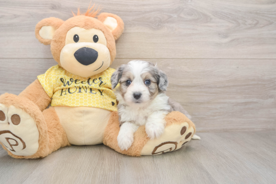 Playful Aussie Bichon Designer Puppy