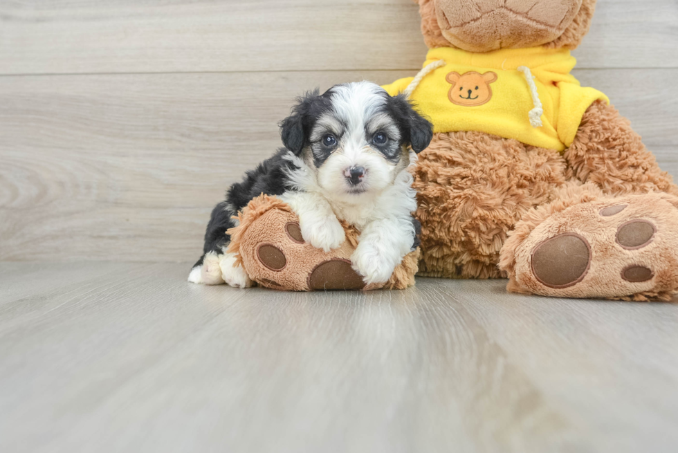 Aussiechon Pup Being Cute