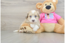Aussiechon Puppy for Adoption