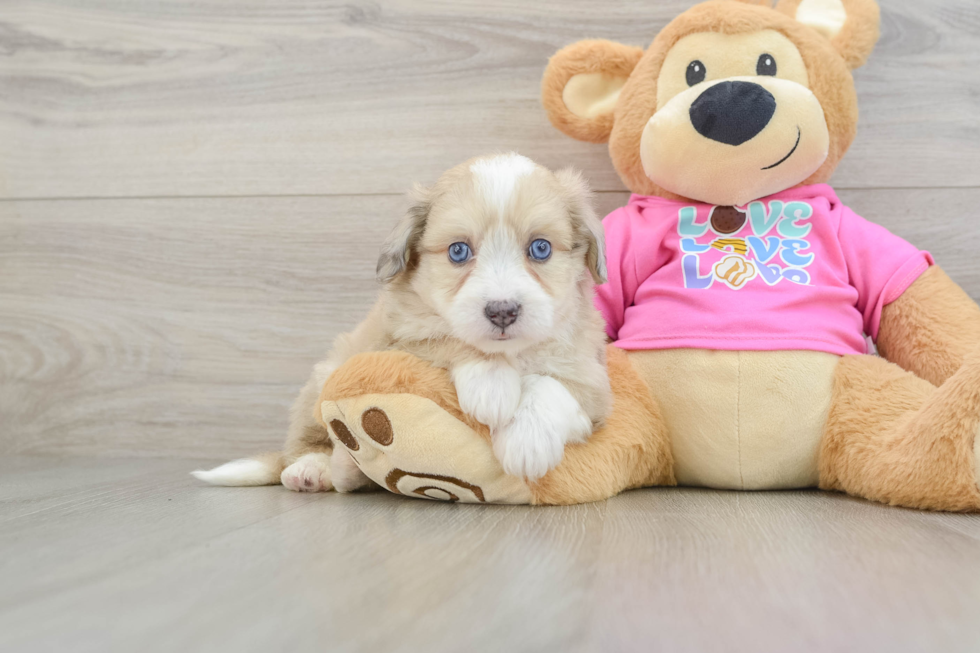 Aussiechon Puppy for Adoption