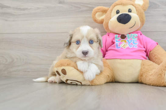 Aussiechon Puppy for Adoption