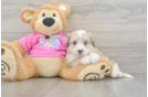 Aussiechon Puppy for Adoption