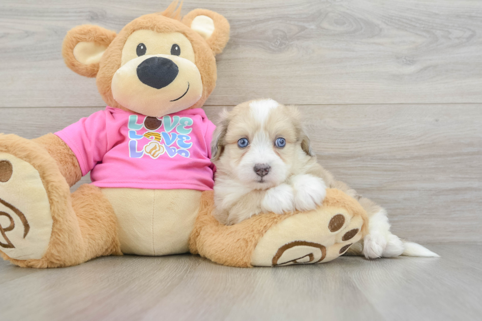 Aussiechon Puppy for Adoption