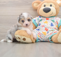 6 week old Aussiechon Puppy For Sale - Premier Pups