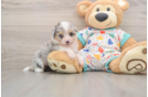 Funny Aussiechon Designer Pup