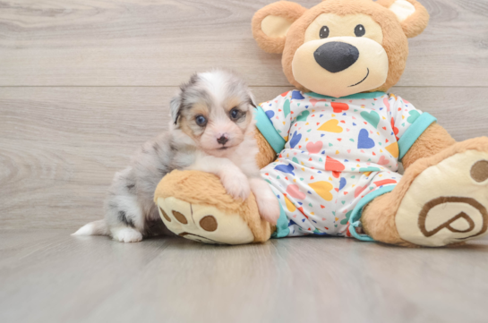 FERRARI, a Aussiechon littermate