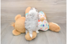 Funny Aussiechon Designer Pup