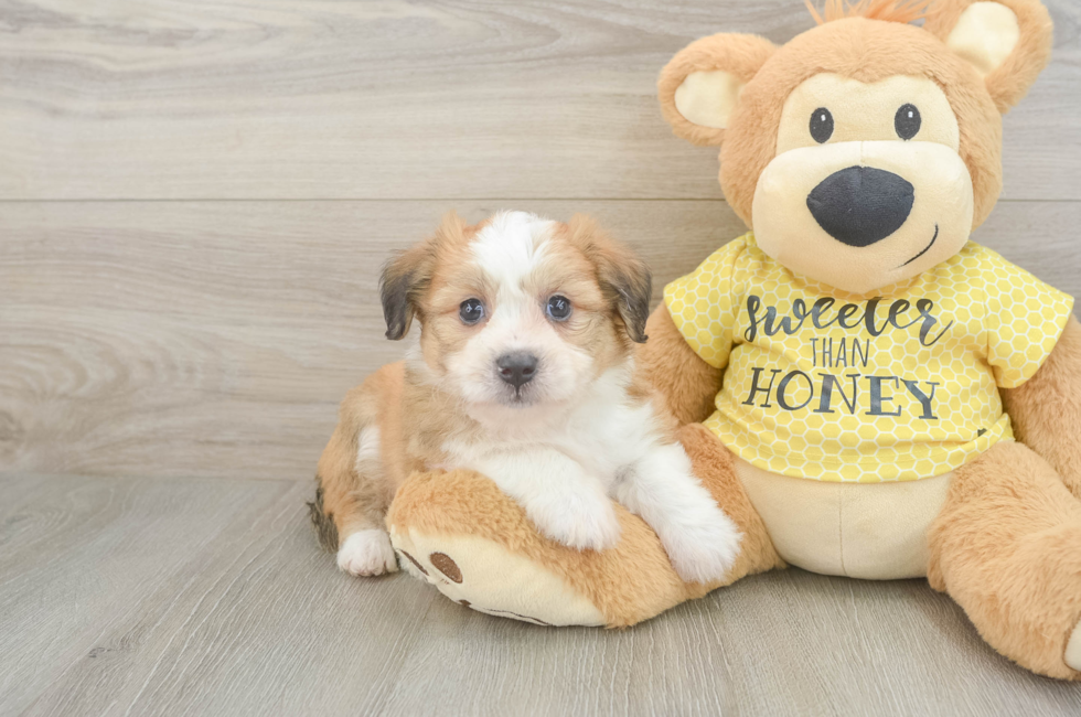 5 week old Aussiechon Puppy For Sale - Premier Pups