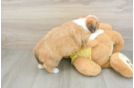 Aussiechon Puppy for Adoption