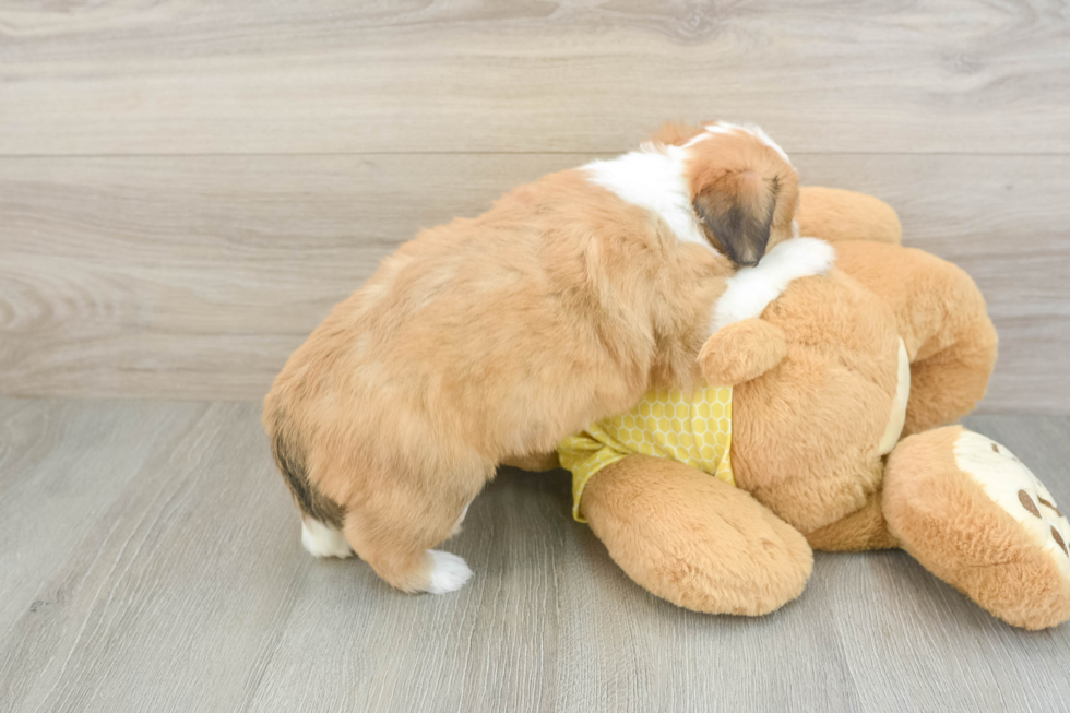 Aussiechon Puppy for Adoption