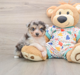 6 week old Aussiechon Puppy For Sale - Premier Pups
