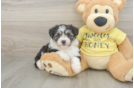 Adorable Aussie Bichon Designer Puppy