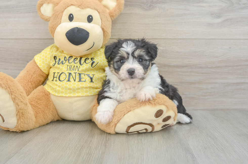 5 week old Aussiechon Puppy For Sale - Premier Pups