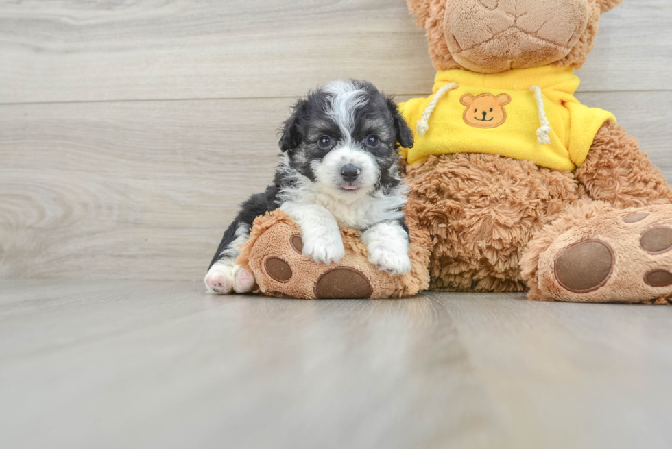 Aussiechon Pup Being Cute