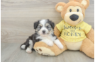 Best Aussiechon Baby