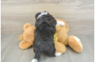 Aussiechon Puppy for Adoption