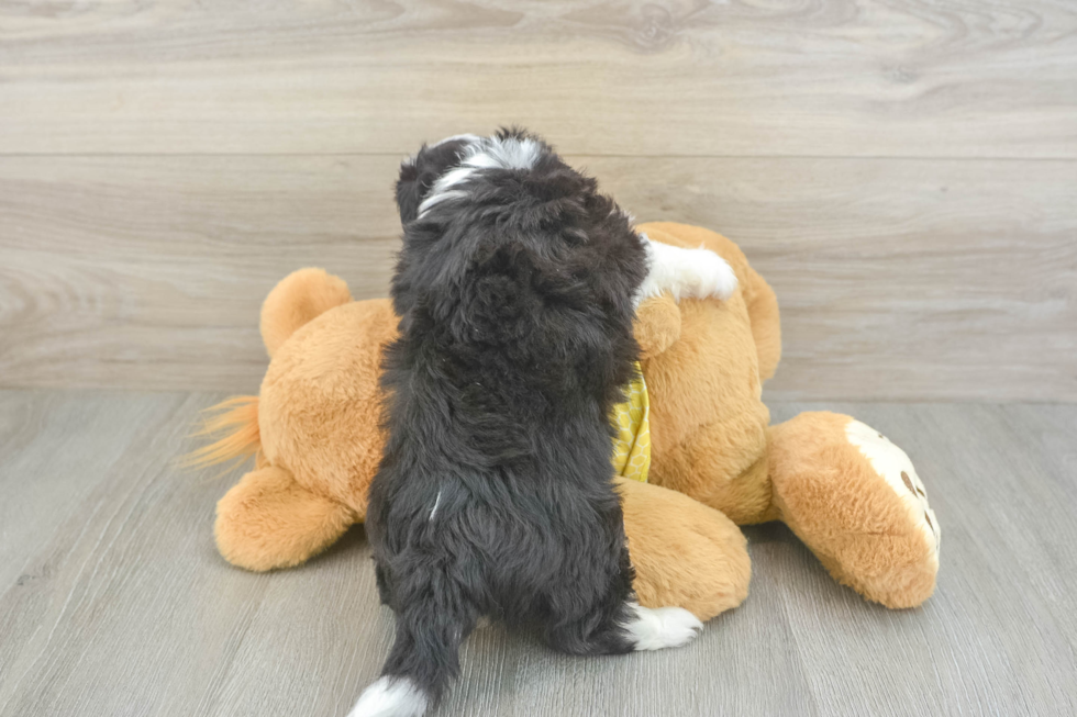 Aussiechon Puppy for Adoption