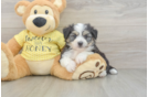 Aussiechon Puppy for Adoption