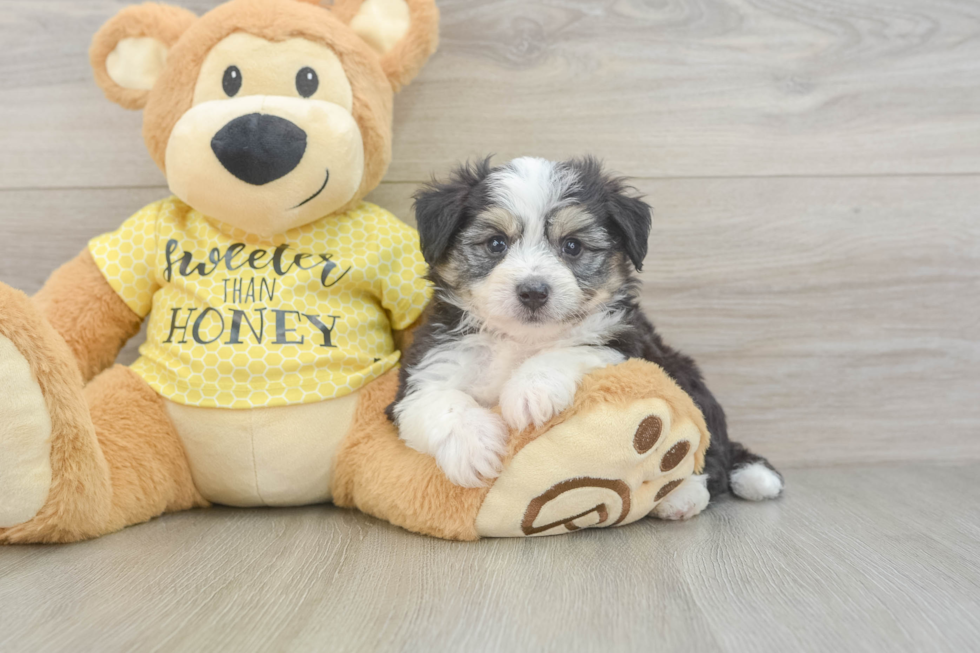 Aussiechon Puppy for Adoption