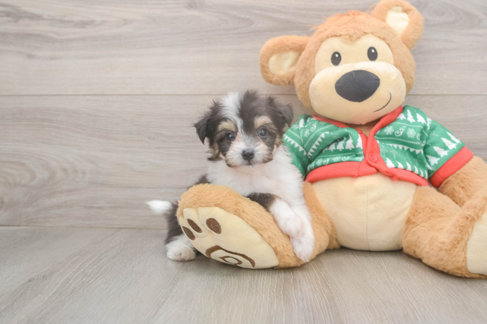 Popular Aussiechon Designer Pup