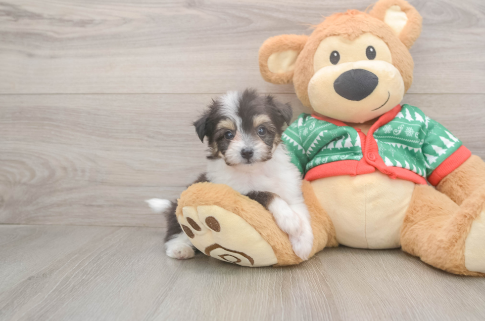 5 week old Aussiechon Puppy For Sale - Premier Pups