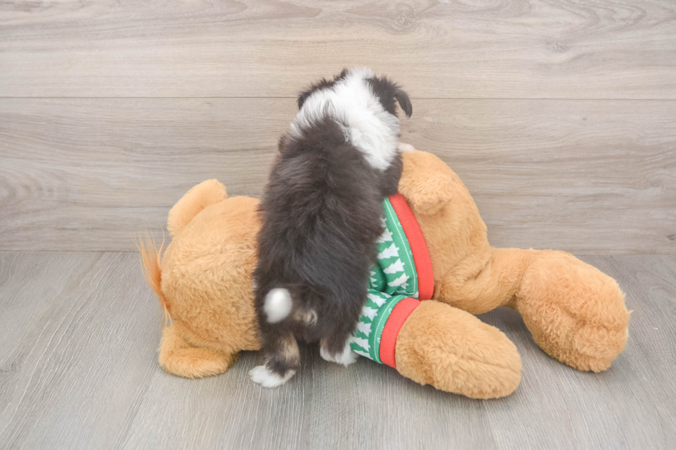 Popular Aussiechon Designer Pup