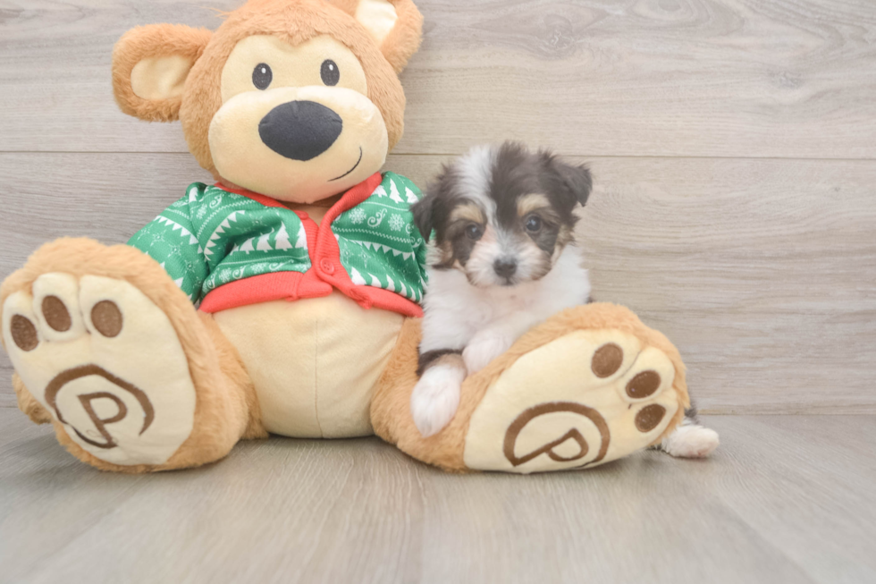 Aussiechon Pup Being Cute