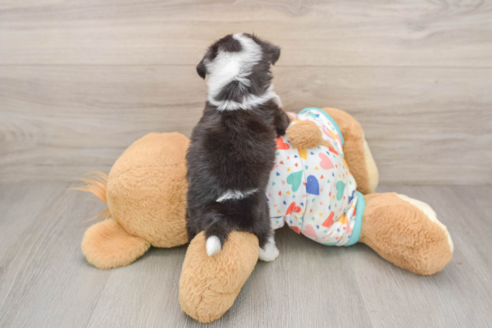 Smart Aussiechon Designer Pup
