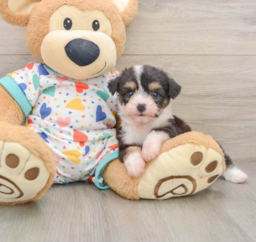 6 week old Aussiechon Puppy For Sale - Premier Pups
