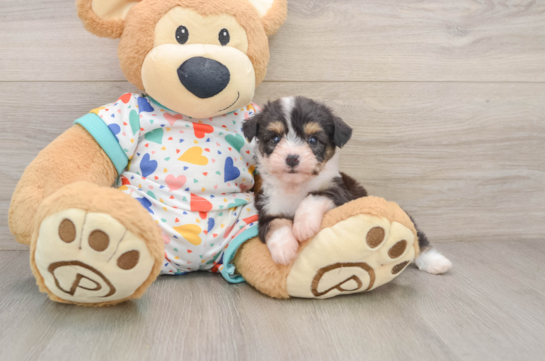 FIGARO, a Aussiechon littermate
