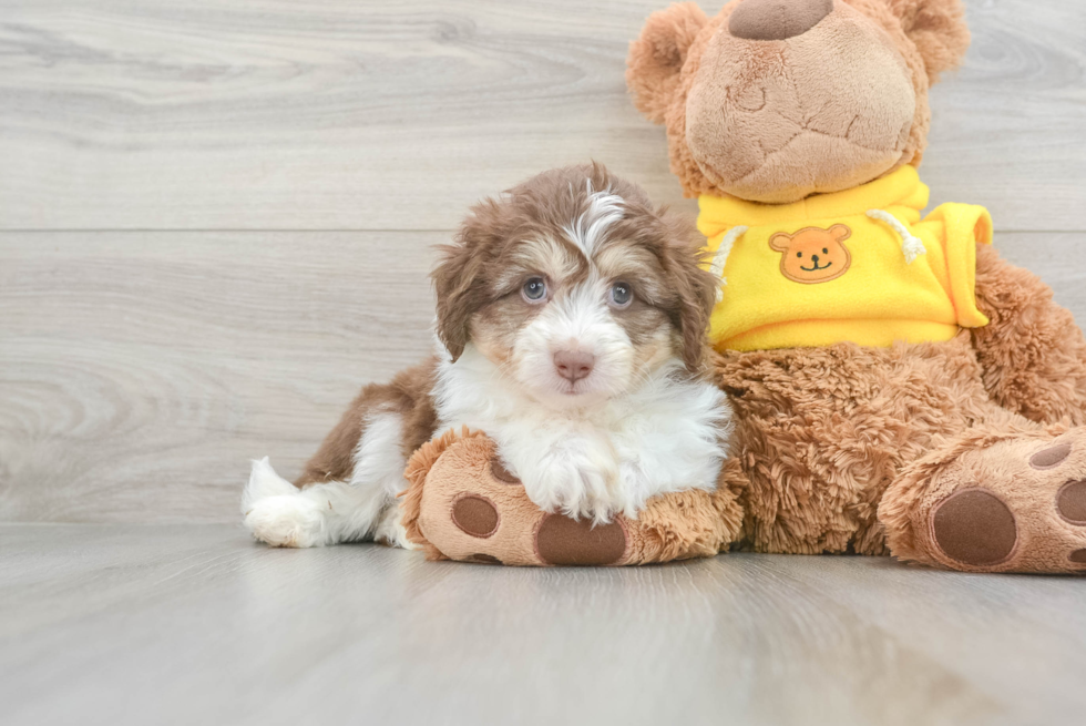 Aussiechon Puppy for Adoption