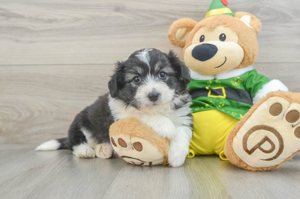 6 week old Aussiechon Puppy For Sale - Premier Pups