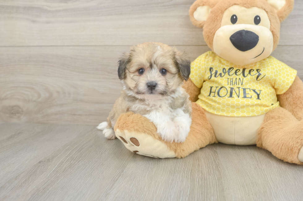 5 week old Aussiechon Puppy For Sale - Premier Pups