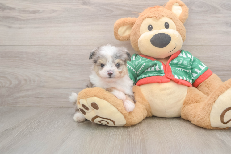 Energetic Aussie Bichon Designer Puppy