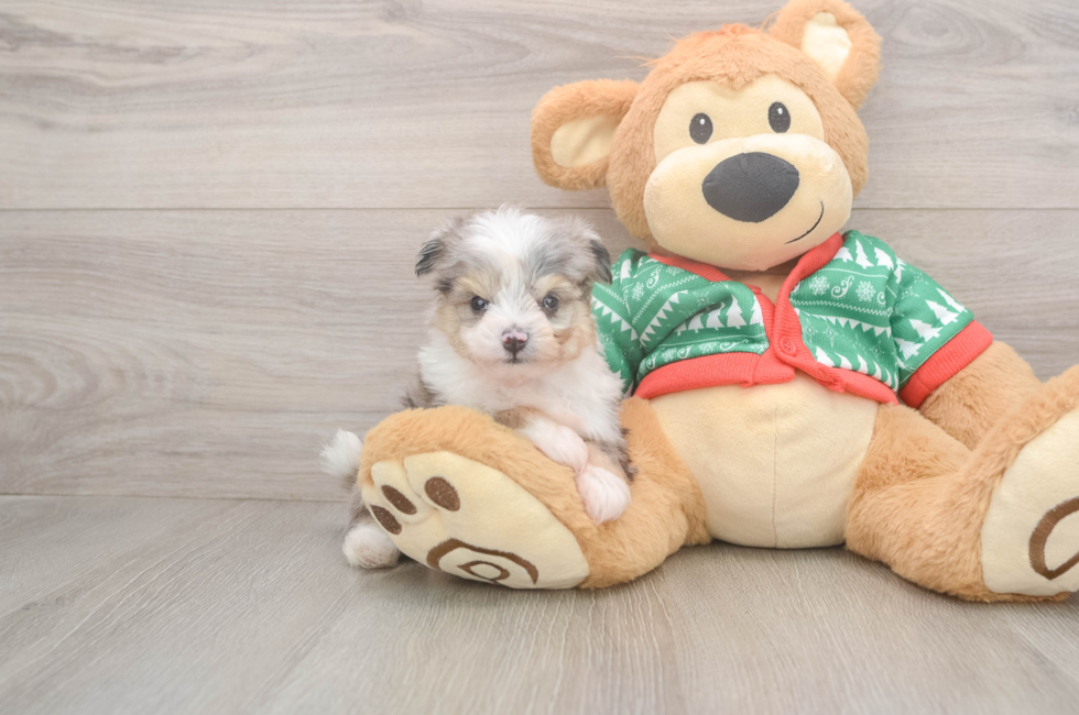 5 week old Aussiechon Puppy For Sale - Premier Pups