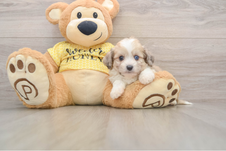 Playful Aussie Bichon Designer Puppy