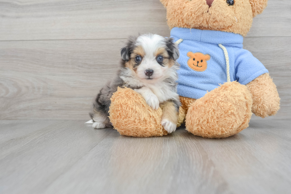 Fluffy Aussiechon Designer Pup