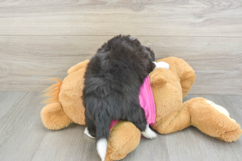 Meet Flurry - our Aussiechon Puppy Photo 2/3 - Premier Pups