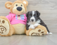 7 week old Aussiechon Puppy For Sale - Premier Pups