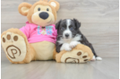 Petite Aussiechon Designer Pup