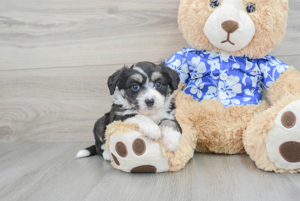 Aussiechon Pup Being Cute