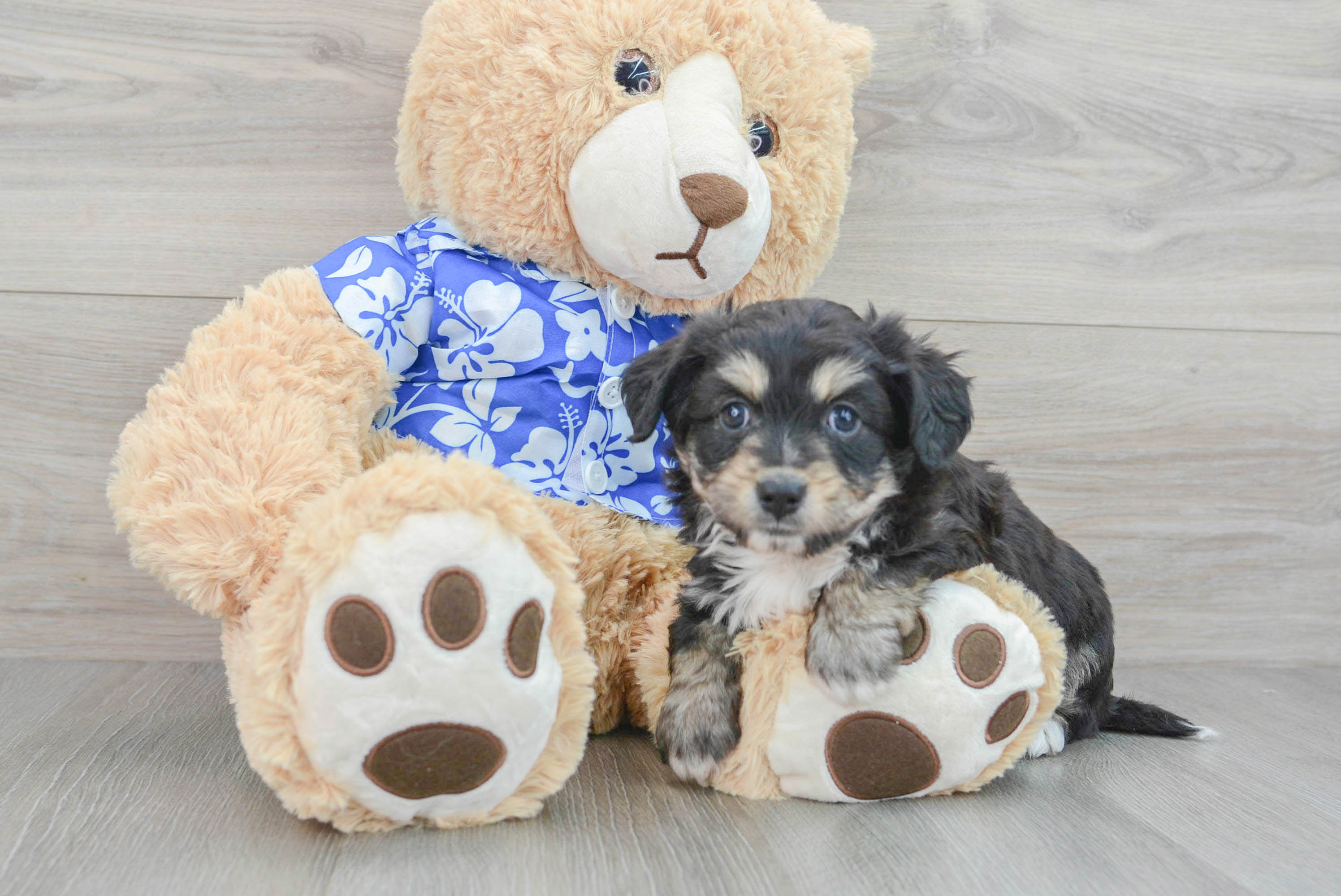 Playful Australian Designer Puppy