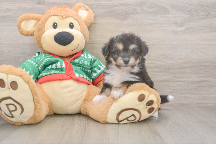 Petite Aussiechon Designer Pup