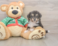 6 week old Aussiechon Puppy For Sale - Premier Pups
