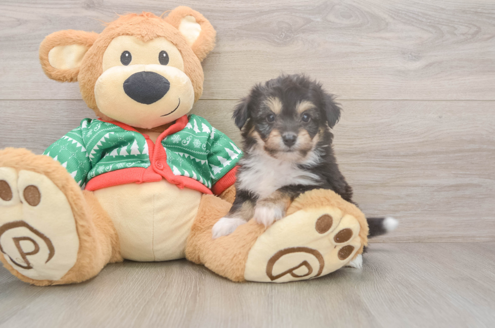 5 week old Aussiechon Puppy For Sale - Premier Pups