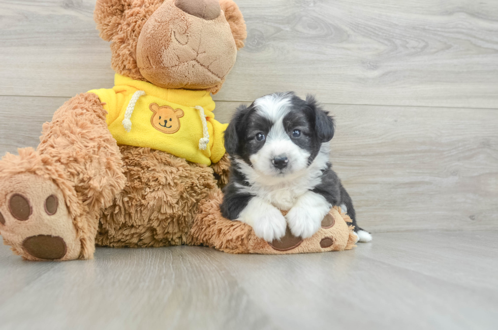 5 week old Aussiechon Puppy For Sale - Premier Pups