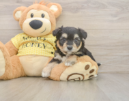 8 week old Aussiechon Puppy For Sale - Premier Pups