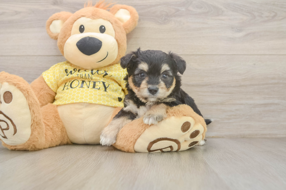 5 week old Aussiechon Puppy For Sale - Premier Pups
